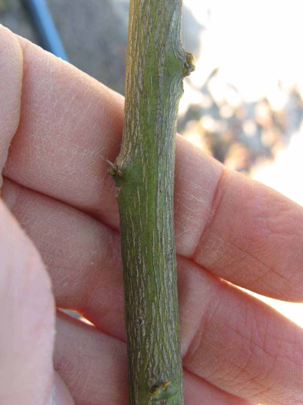              Second - third year twig (Winter Haven, FL)       